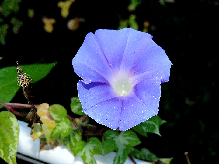 DSCN2115