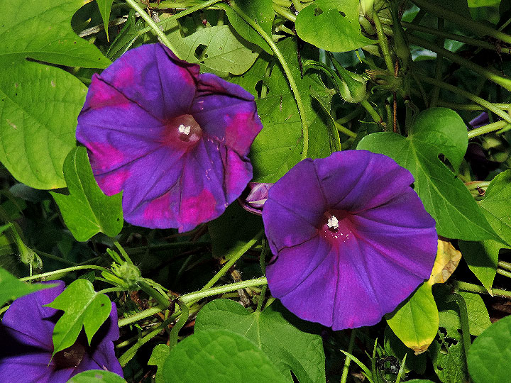 DSCN2123