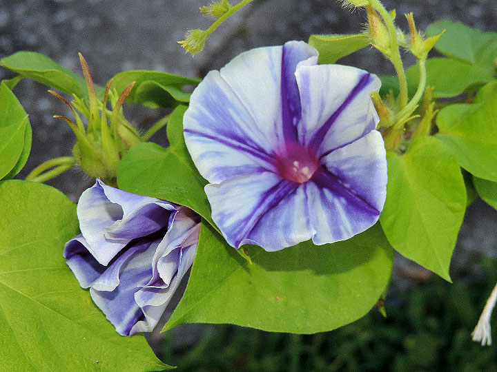 DSCN2246