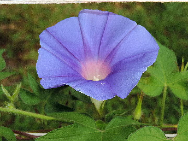 DSCN3629