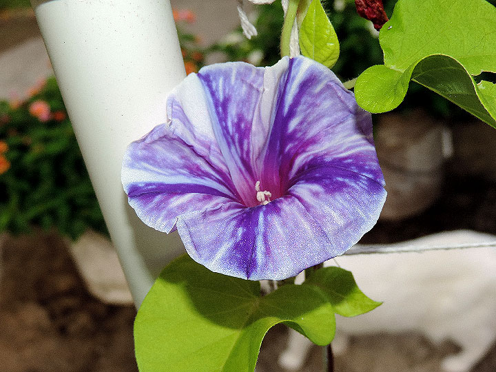 DSCN3750