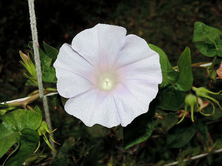 DSCN3853