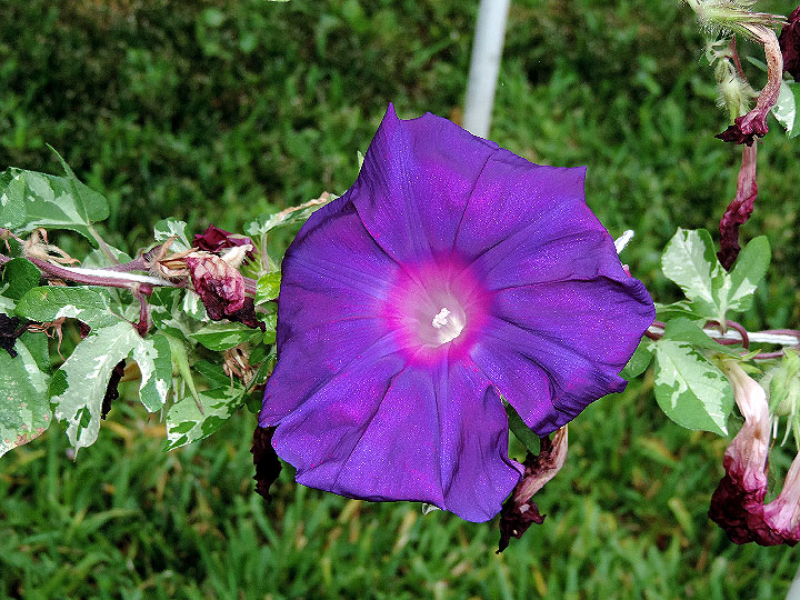 DSCN3944