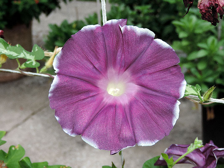 DSCN3955