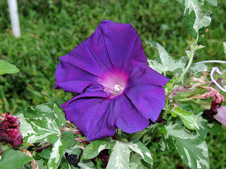 DSCN4035