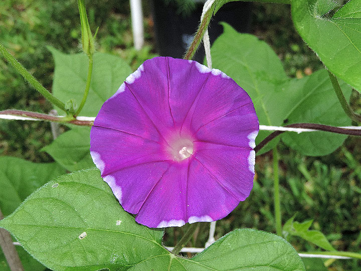 DSCN4039