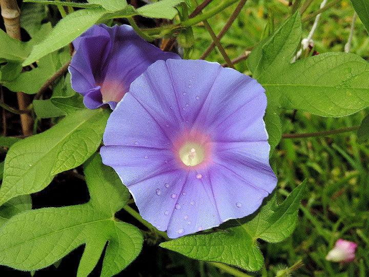 DSCN4044