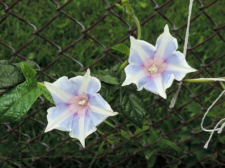 DSCN4057