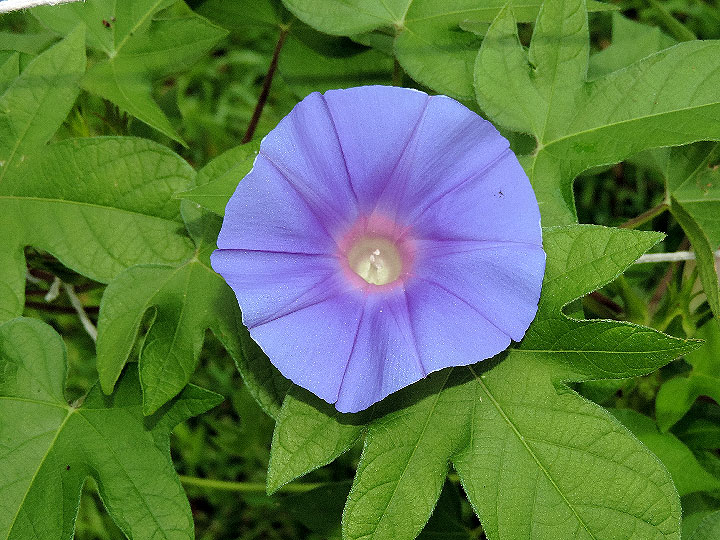 DSCN4137