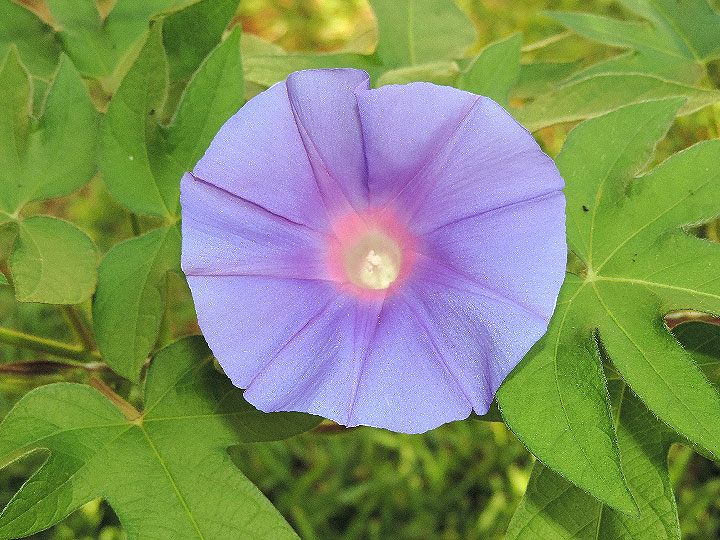 DSCN4225