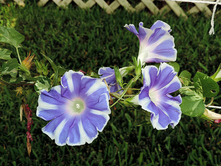 DSCN4325