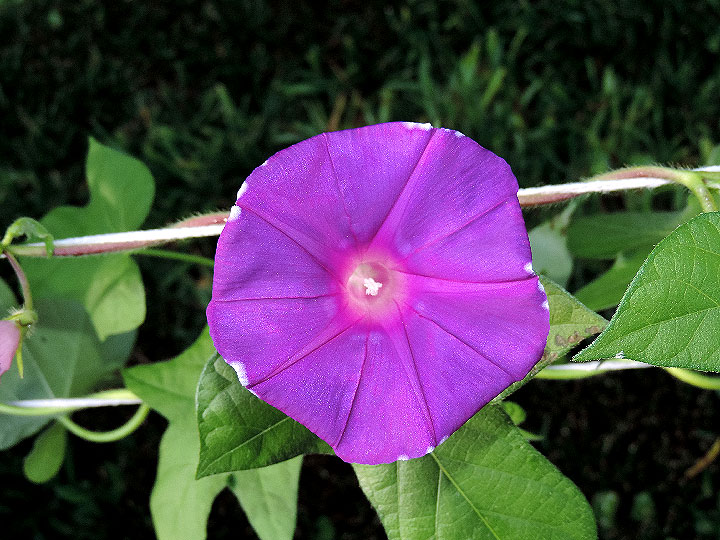 DSCN4411