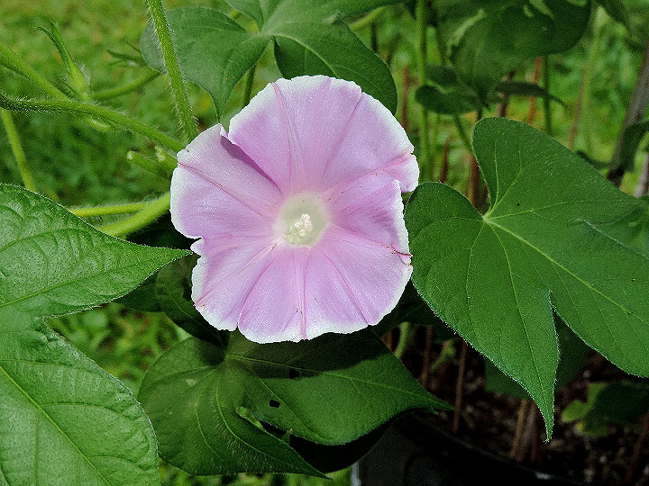 DSCN4517