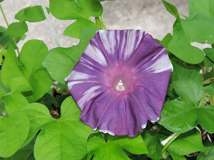DSCN4519