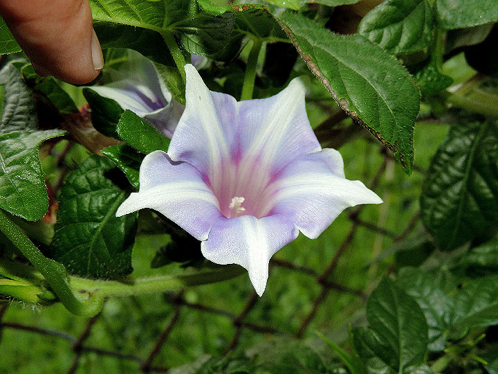 DSCN4530