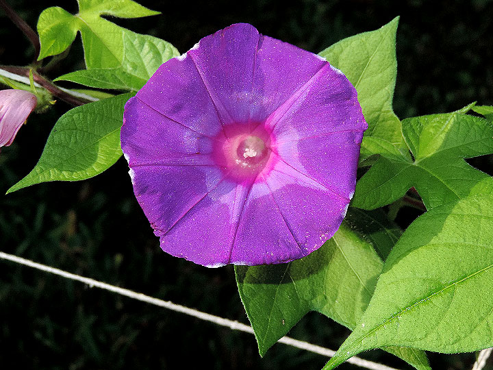 DSCN4700