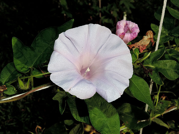 DSCN4714