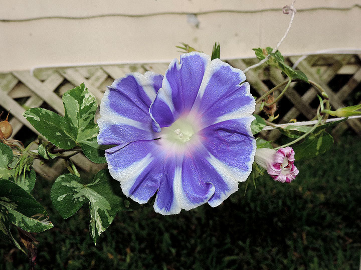 DSCN4726