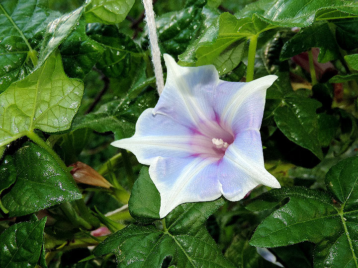 DSCN4849