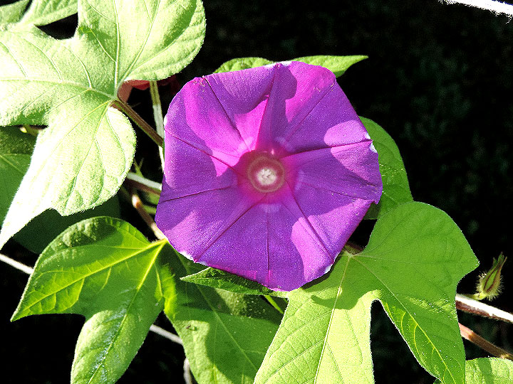 DSCN4958