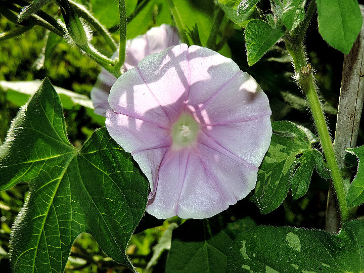 DSCN4967