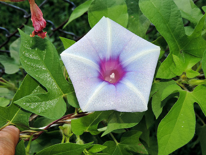 DSCN4978