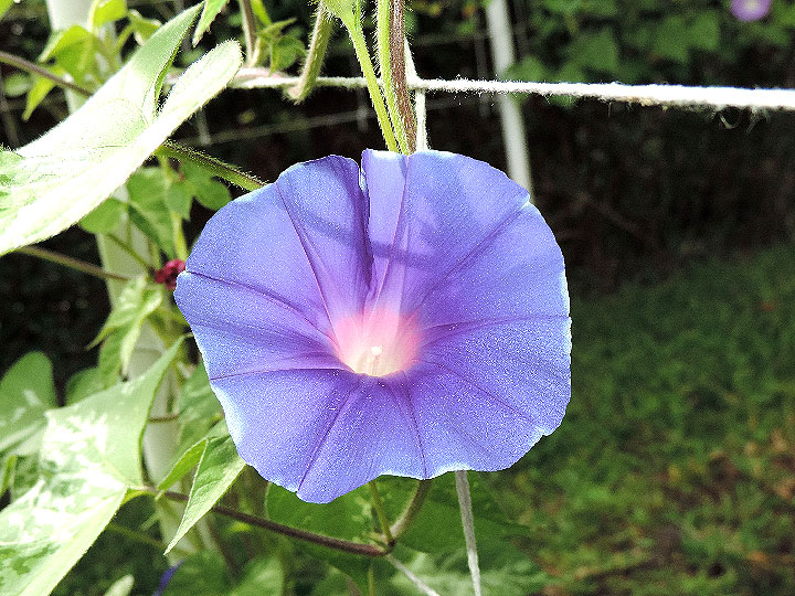 DSCN5081