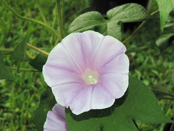 DSCN5091