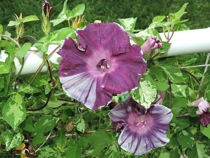DSCN5094