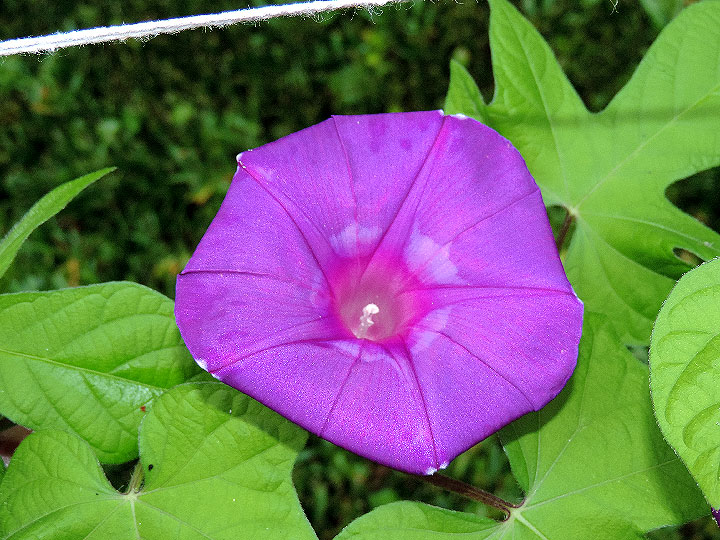 DSCN5242
