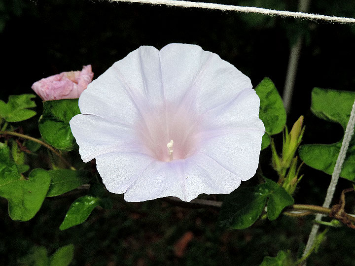 DSCN5253