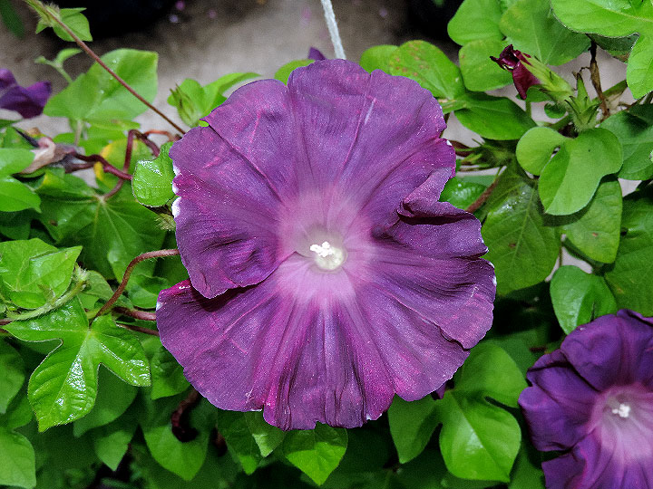 DSCN5255