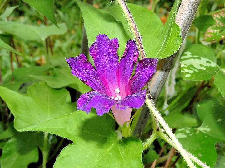 DSCN5265