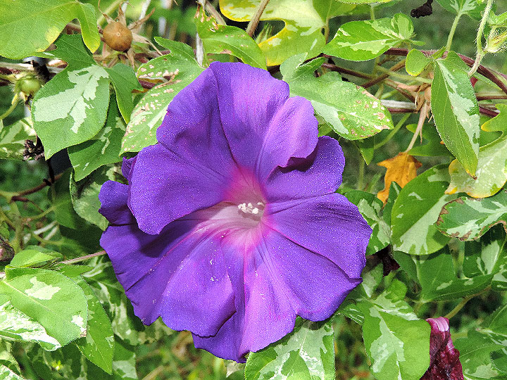 DSCN5394