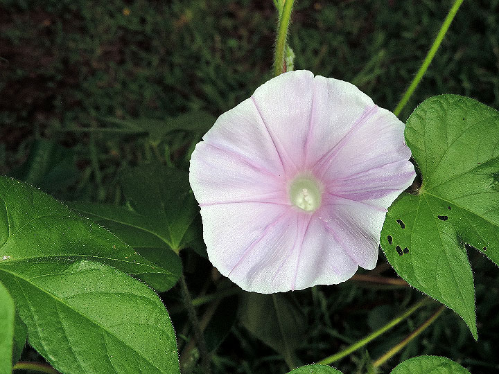 DSCN5407