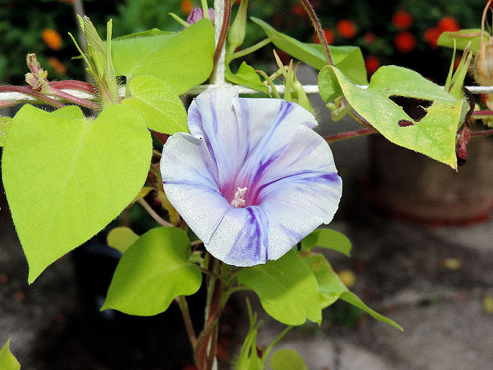 DSCN5410