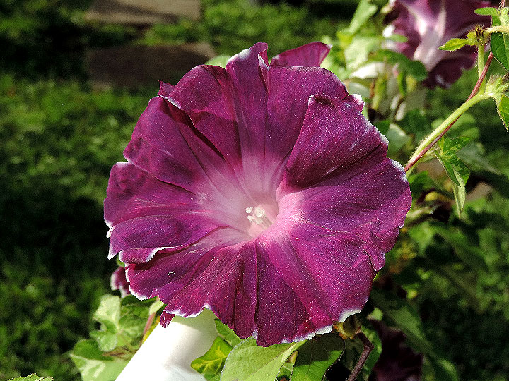 DSCN5411