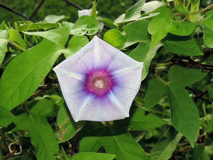 DSCN5418