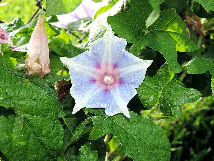DSCN5421