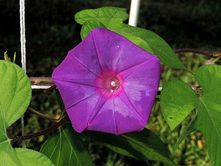 DSCN5553