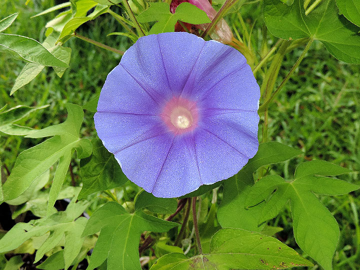 DSCN5564