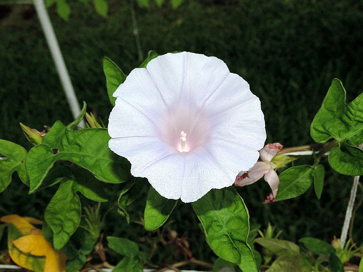 DSCN5567