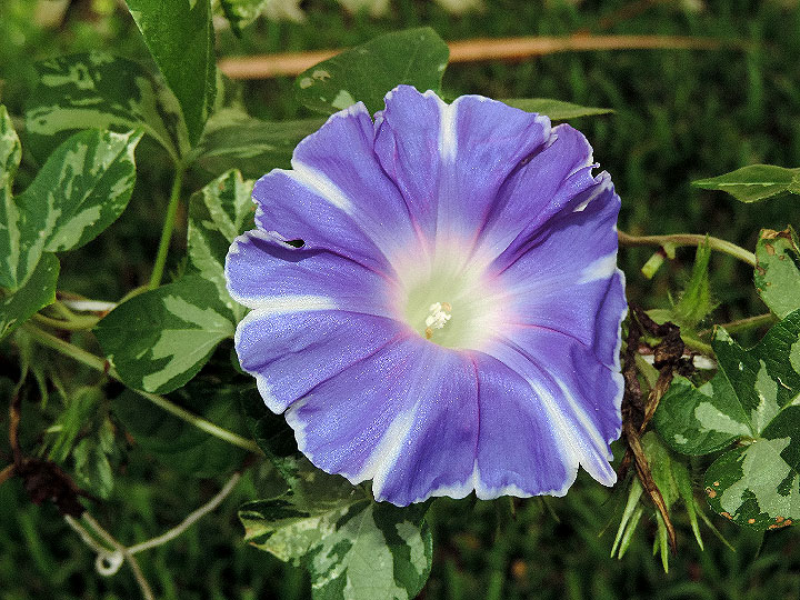 DSCN5580