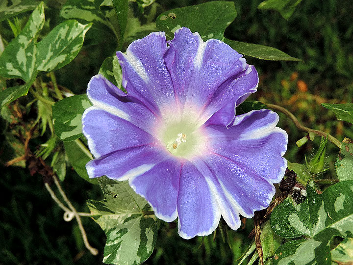 DSCN5581