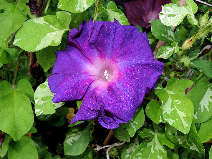 DSCN5697