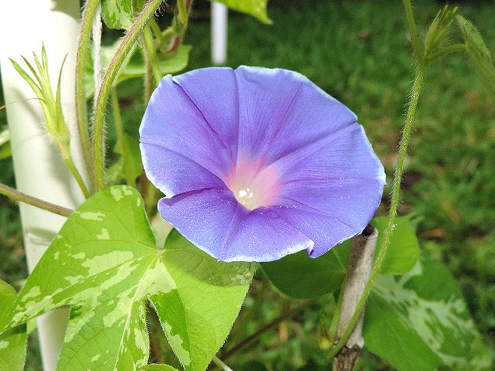 DSCN5701