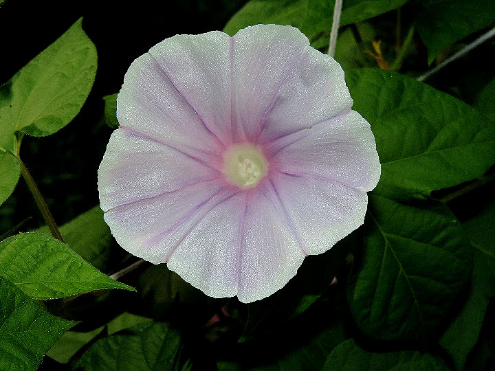 DSCN5713