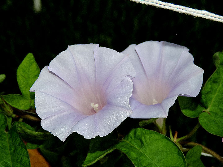 DSCN5714