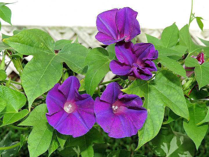 DSCN5725