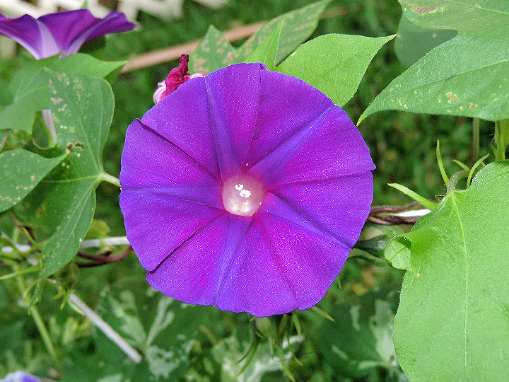 DSCN5726